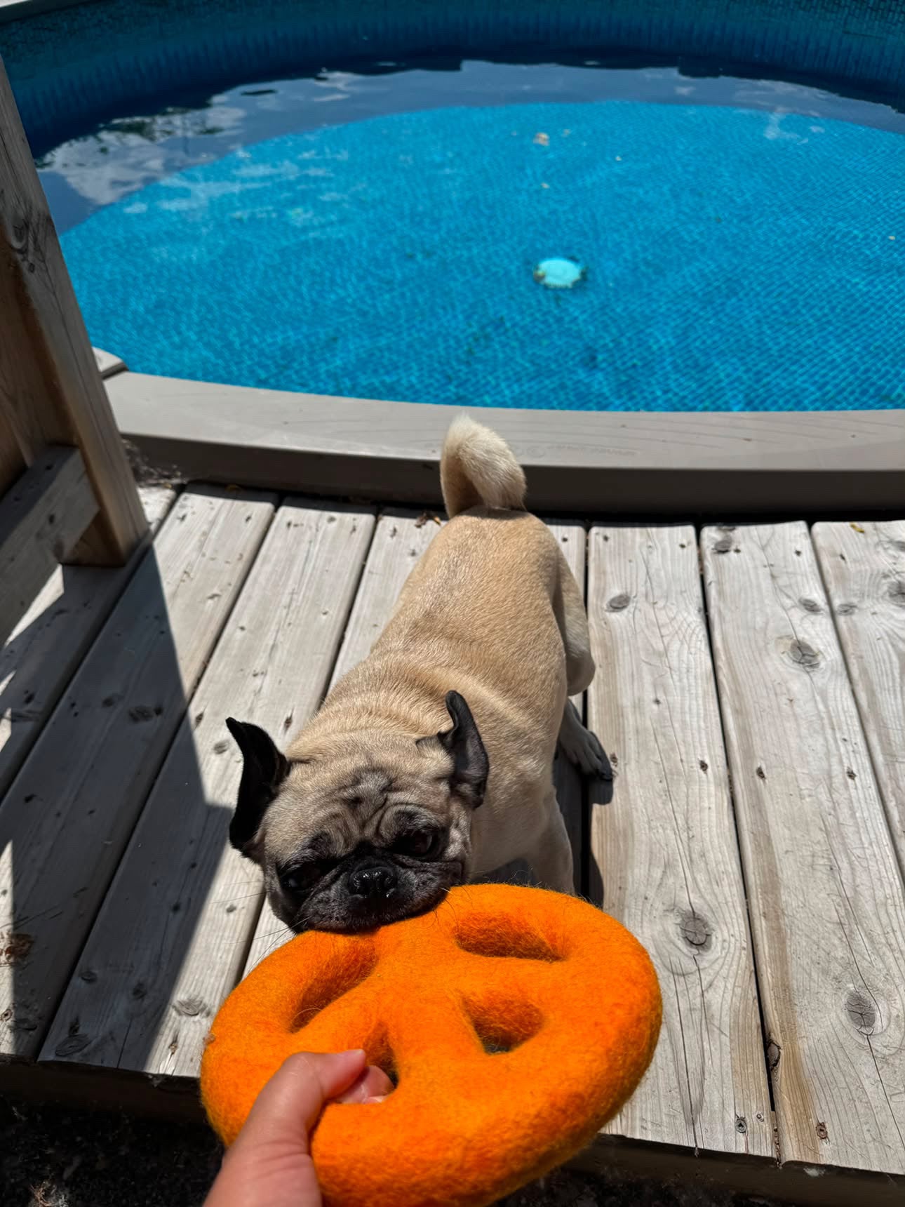 Peace | Plastic Free Wool Toy for Dogs